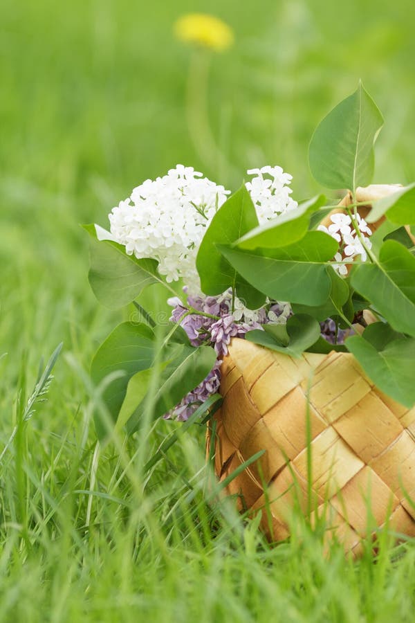 Lilac Flowers in Birchbark Basket on Grass Stock Photo Image of