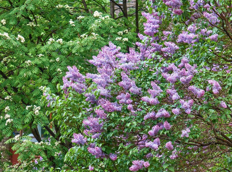 Lilac Flowers Blooming after Rain in Spring Stock Photo Image of