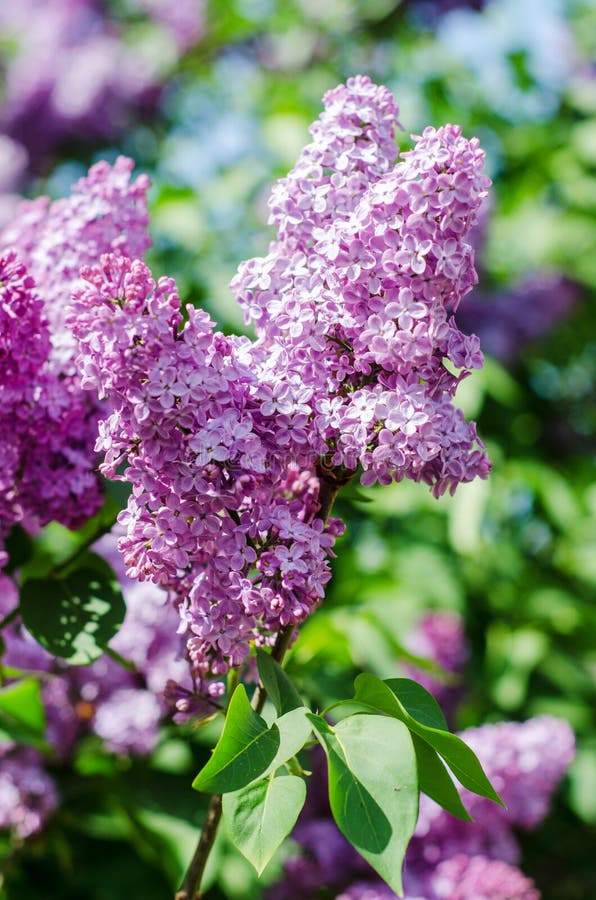 Lilac flowers stock image. Image of inflorescence, fragrance 30829875