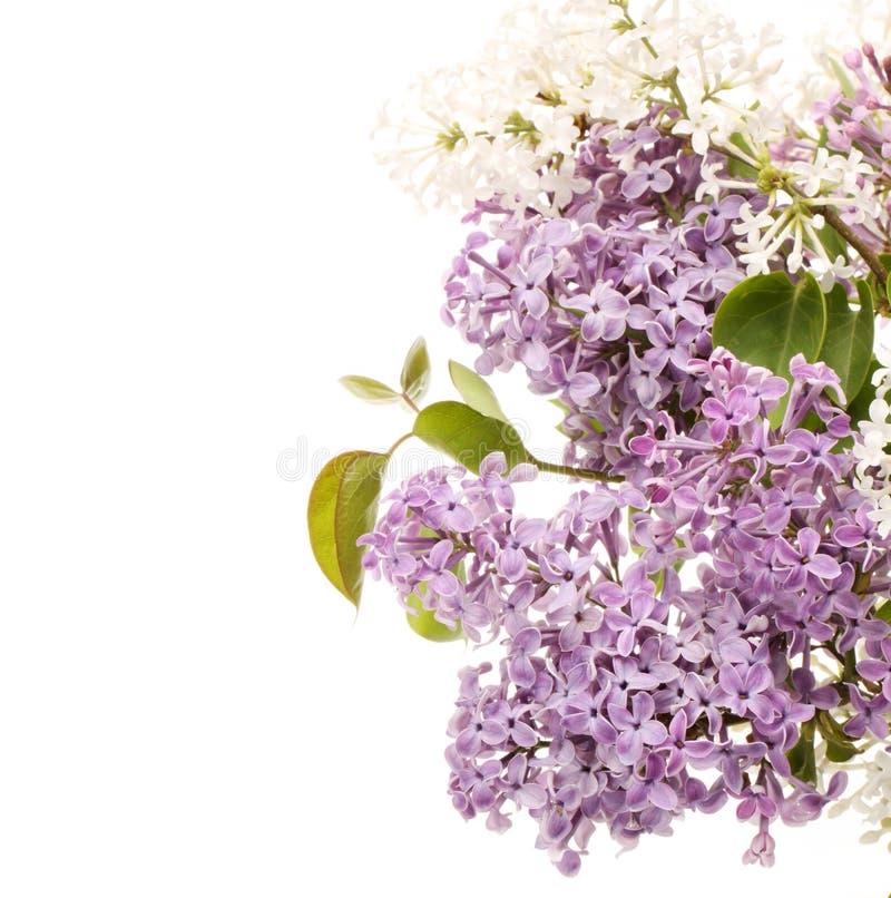 Lilac flowers bouquet stock photo. Image of border, cluster 14235256