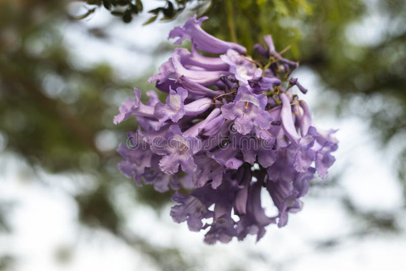 Lilac flowers on branch of jakaranda blooming tree royalty free stock photo Lilac flowers on branch of jakaranda blooming tree royalty free stock photo