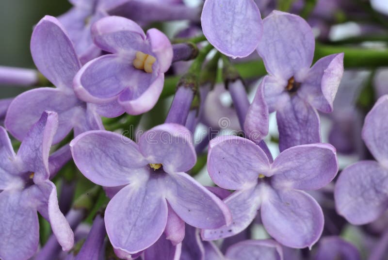 Lilac flowers in spring stock images Lilac flowers in spring stock images