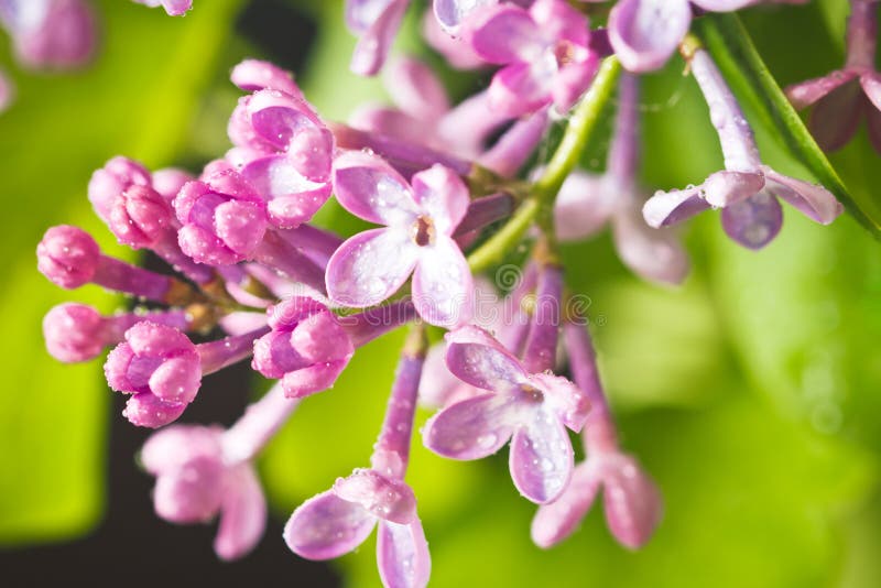 Lilac flowers stock photo. Image of garden, plant, color 148713848