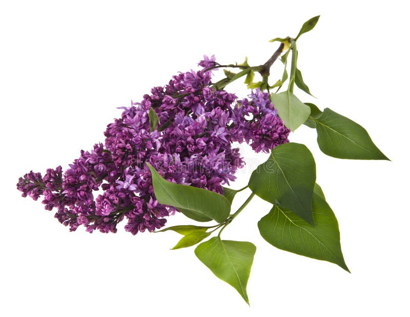 Lilac flowers isolated on white background.