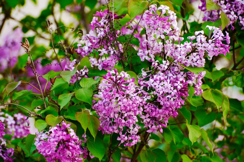 The lilac flowers