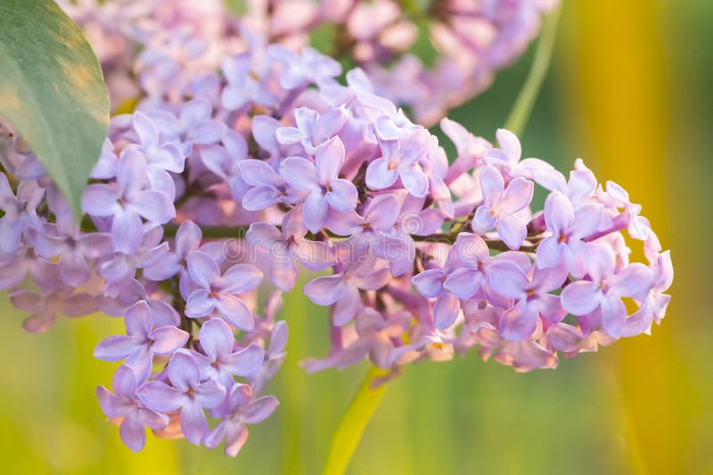 Lilac Flowers Spring Blooming Scene. Blossom Lilac Flowers in Spring