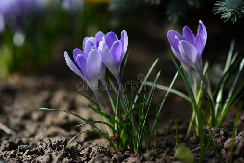 Lilac flowers in the spring garden. Springtime sunny day. royalty free stock images Lilac flowers in the spring garden. Springtime sunny day. royalty free stock images