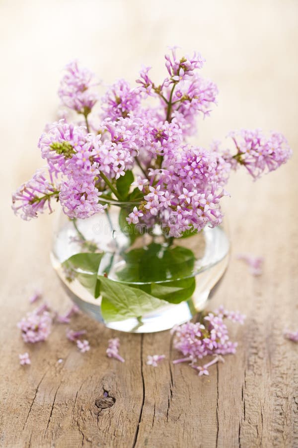 Lilac flowers in vase stock image. Image of closeup, leaf 36715575