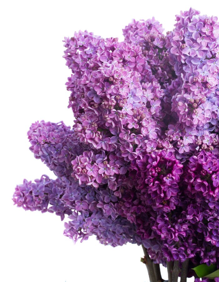 Lilac flowers stock photo. Image of design, closeup, nature 23441196