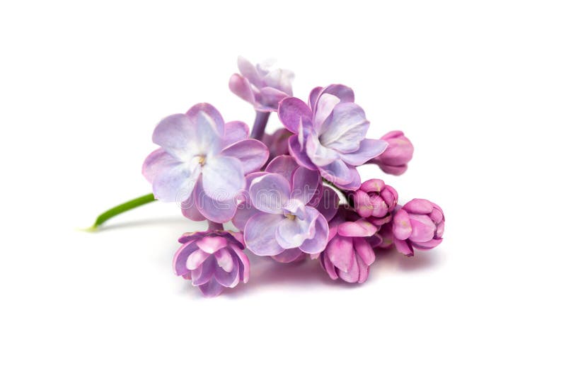 Lilac flowers . White background