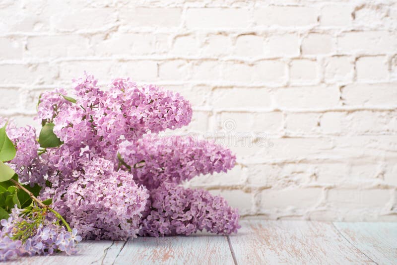 Lilac Flowers on a White Brick Wall Stock Image Image of indoors