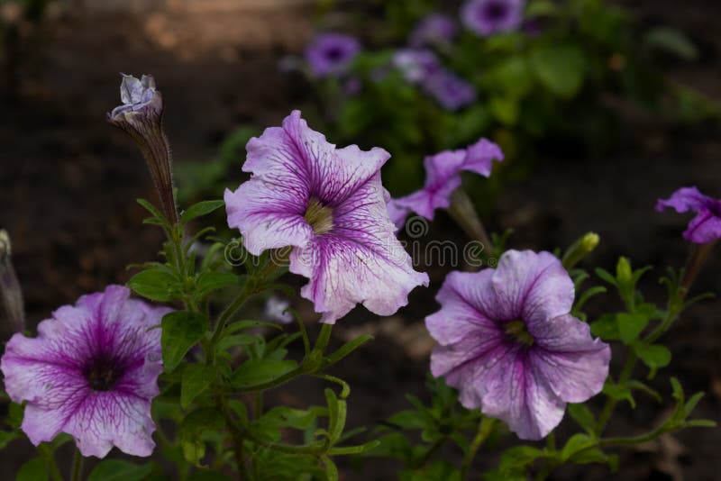 Lilac Flowers with White Edging and Their Greenery Stock Image Image