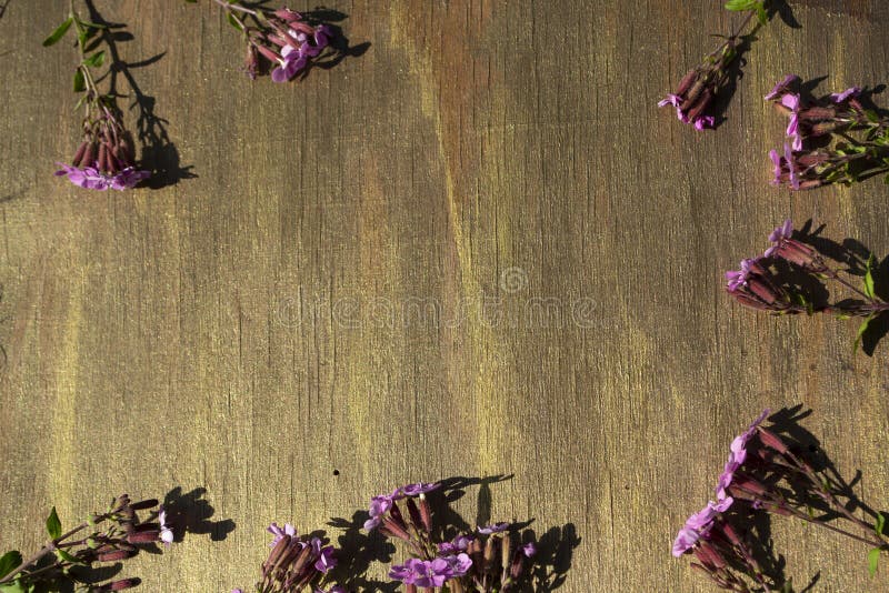Lilac Flowers on a Wooden Brown Background, Lilac Flowers. Stock Image