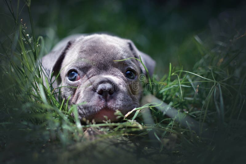 Lilac Franse puppy van de Buldoghond met blauwe ogen die in gras liggen