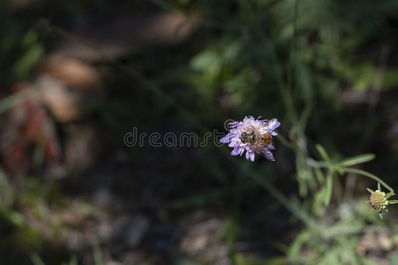Lilac Grass-leaved Scabious-blomma i St Gallen, Schweiz dess. Lilac Grass-leaved Scabious-blomma i St Gallen, Schweiz Det latinska namnet är Lomelosia Graminifolia Syn Scabiosa Graminifolia , som är född i Central- och Sydeuropa