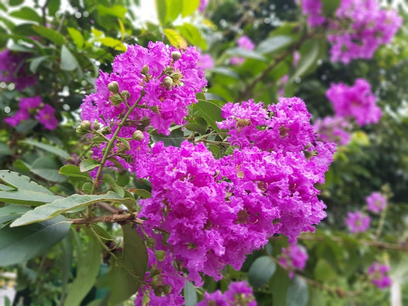 Lilac and green leaves background image tree& x27;s royalty free stock photo