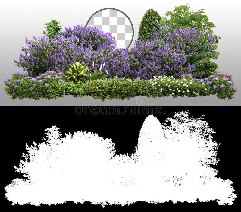 Lilac Hedgeplanten en bloemen