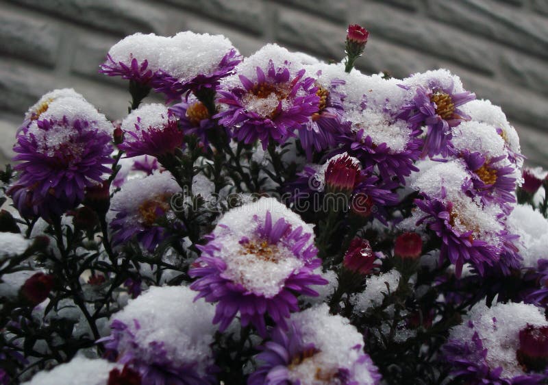 Lilac Hyacinth Flowers Under Snow Stock Photo Image of flower, frozen