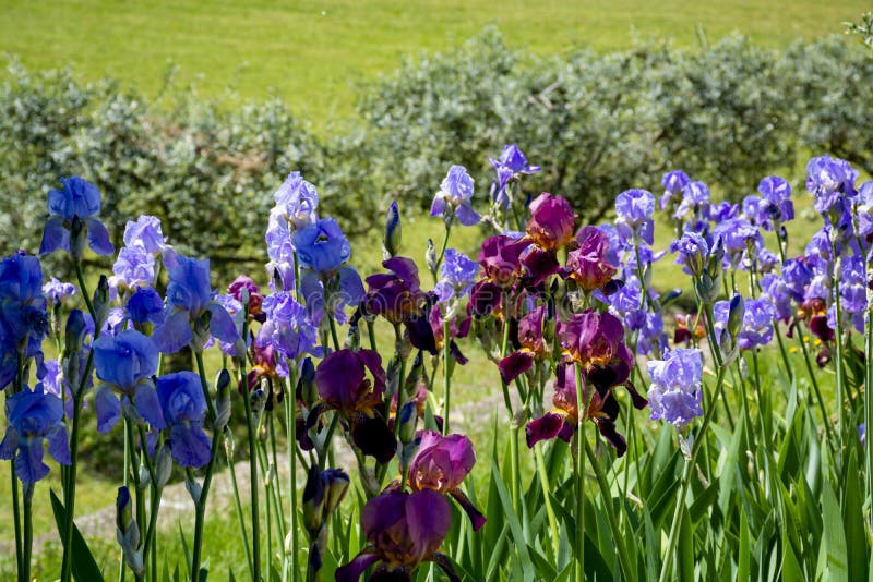 Lilac Iris Flowers, Spring Blossom of Colorful Irises in Provence ...