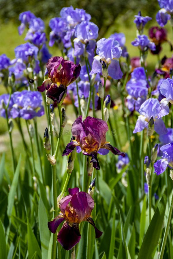 Lilac Iris Flowers, Spring Blossom of Colorful Irises in Provence ...