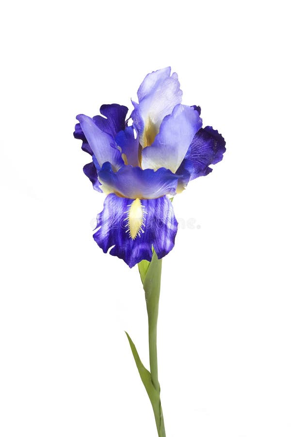 Lilac Irises Artificial Flower Isolated White Stock Photos Free