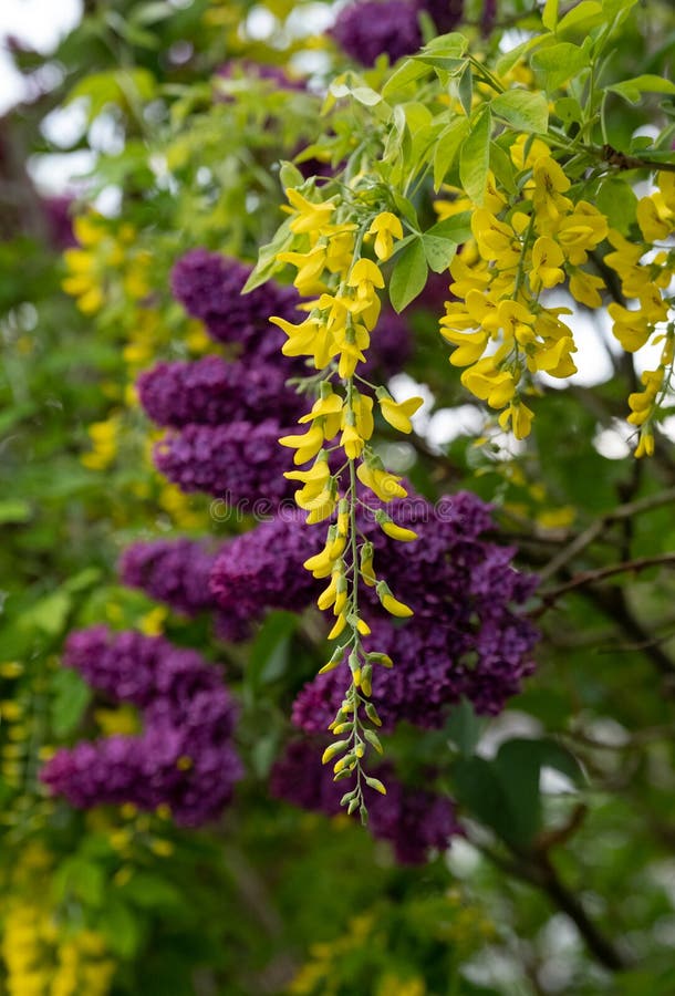 Laburnum (golden chain) trees and purple alliums in bloom at