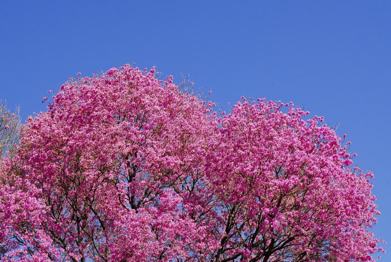 red lapacho tree isolated on white background Stock Photo - Alamy