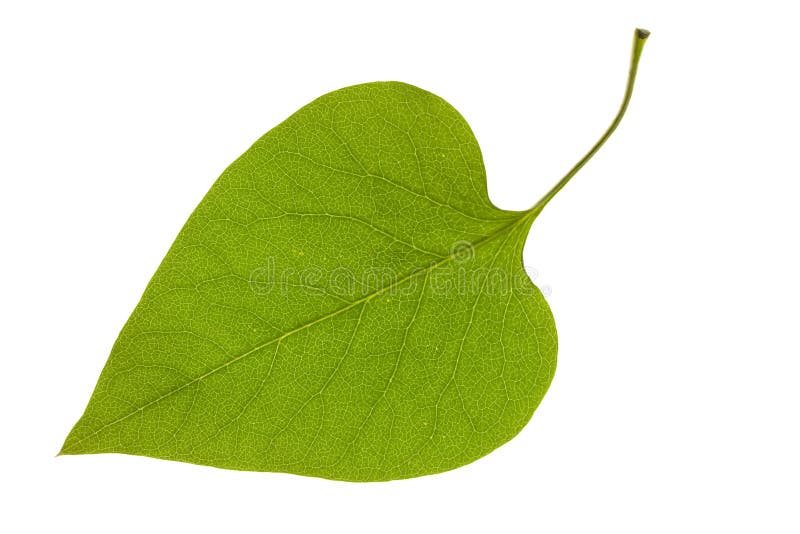 Isolated Lilac Leaf stock photo. Image of lilac, leaf - 15388184