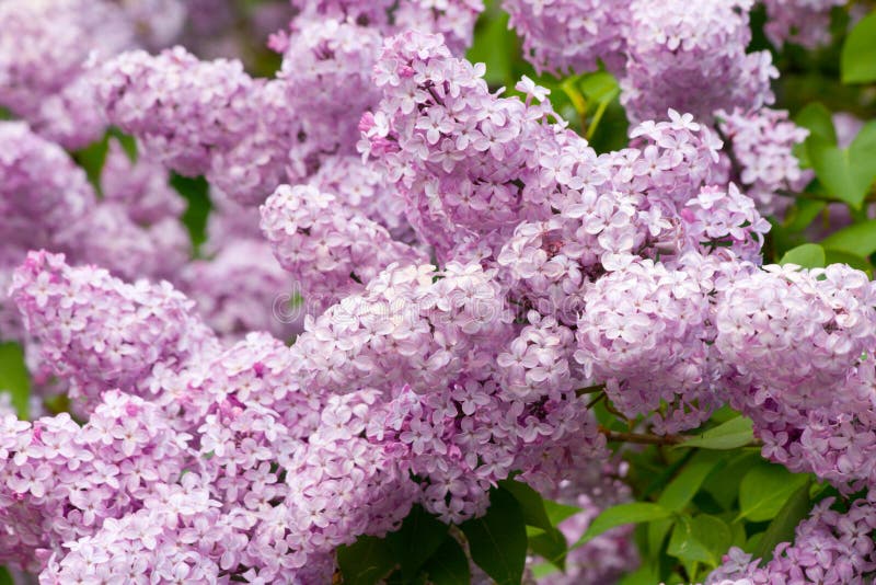 Lilac and honeysuckle 1 stock image. Image of lilac, flower - 695787