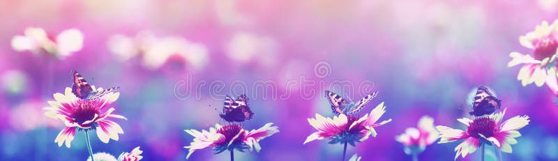 lilac naturalne panoramiczne tło z motylami siedzącymi z rzędu na kwiatach w wieczornym letnim ogrodzie zdjęcia royalty free lilac naturalne panoramiczne tło z motylami siedzącymi z rzędu na kwiatach w wieczornym letnim ogrodzie zdjęcia royalty free