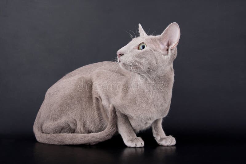 Lilac Oriental Cat stock photo. Image of purebred, crouching 10216634