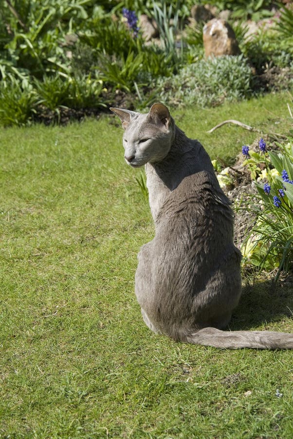  Lilac Oriental cat  stock photo Image of garden lilac  