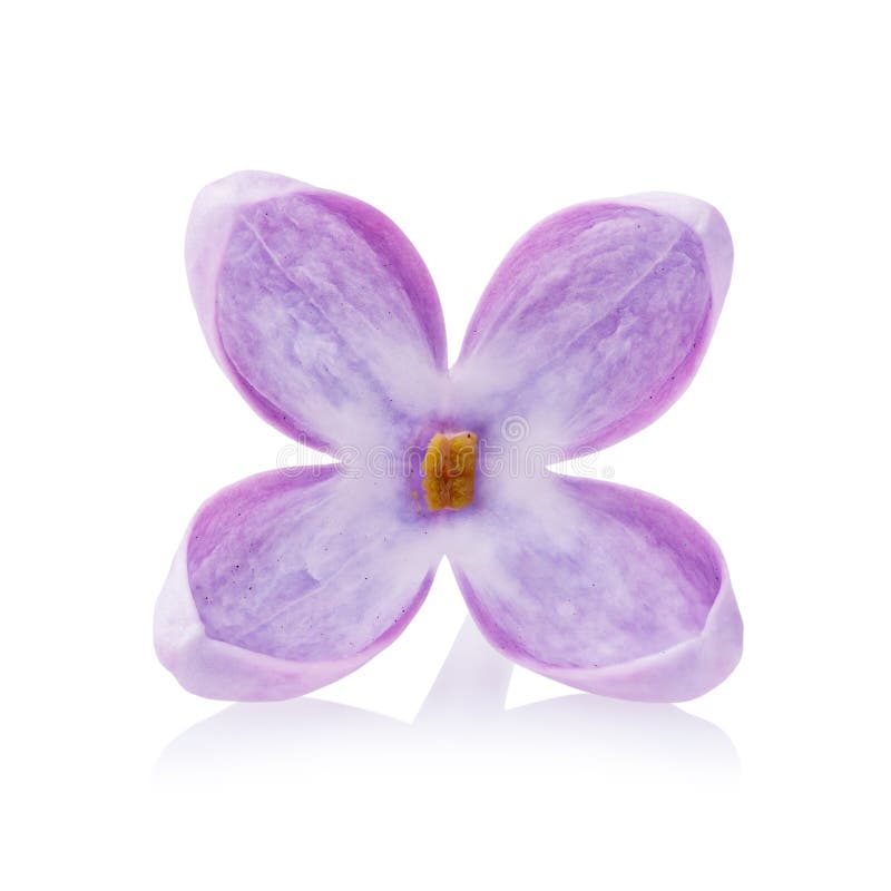 lilac petal and fman lilac petal and fman