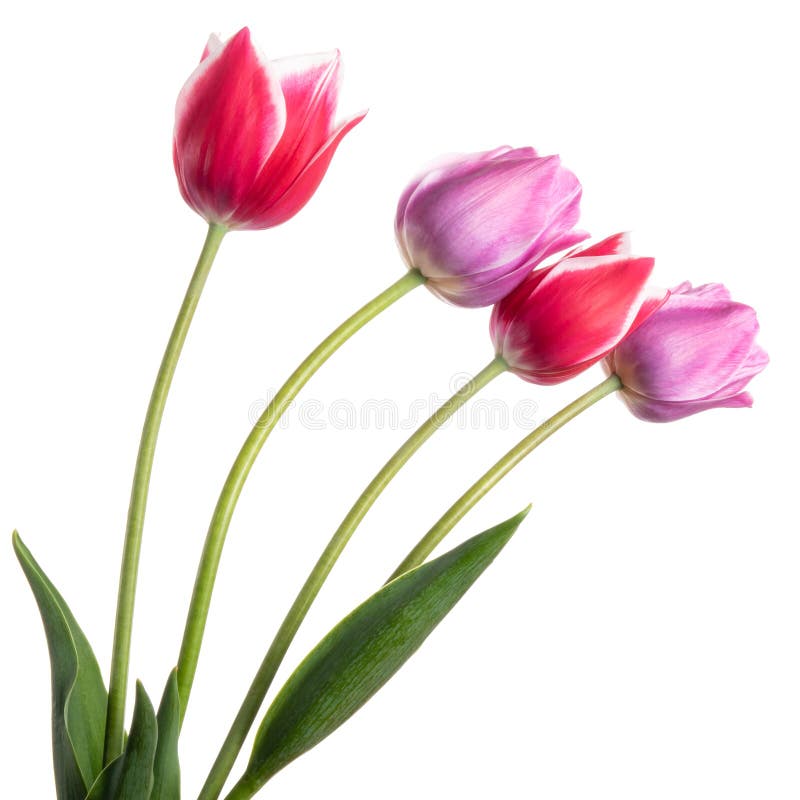 Lilac and pink spring flowers. Tulips isolated on white