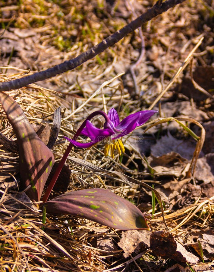 Lilac primrose na krawędzi lasu fotografia stock