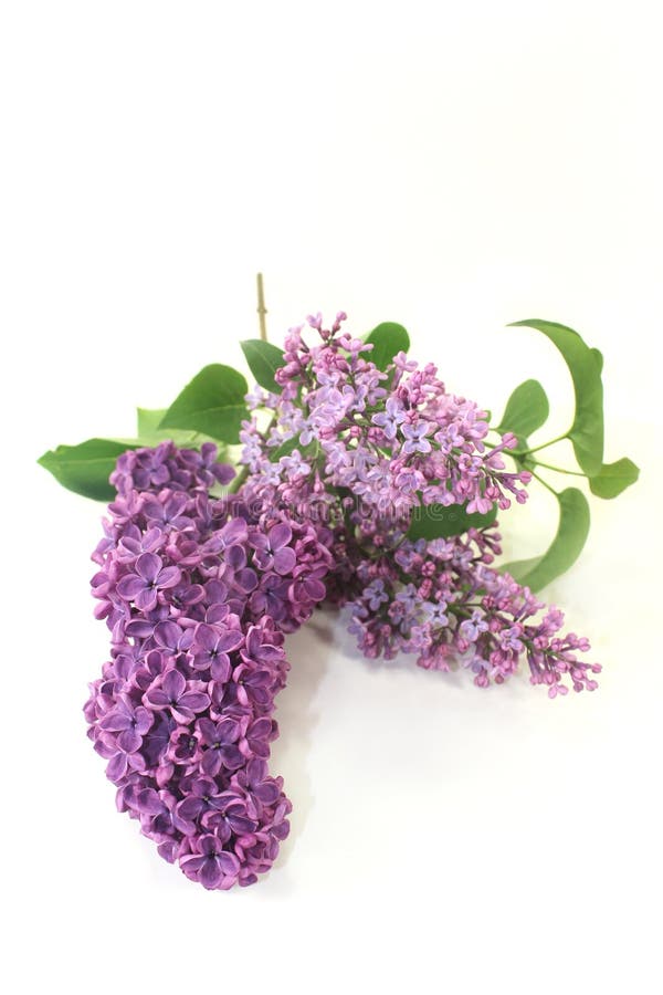 Lilac stock image. Image of decoration, nigra, lilac 40112281