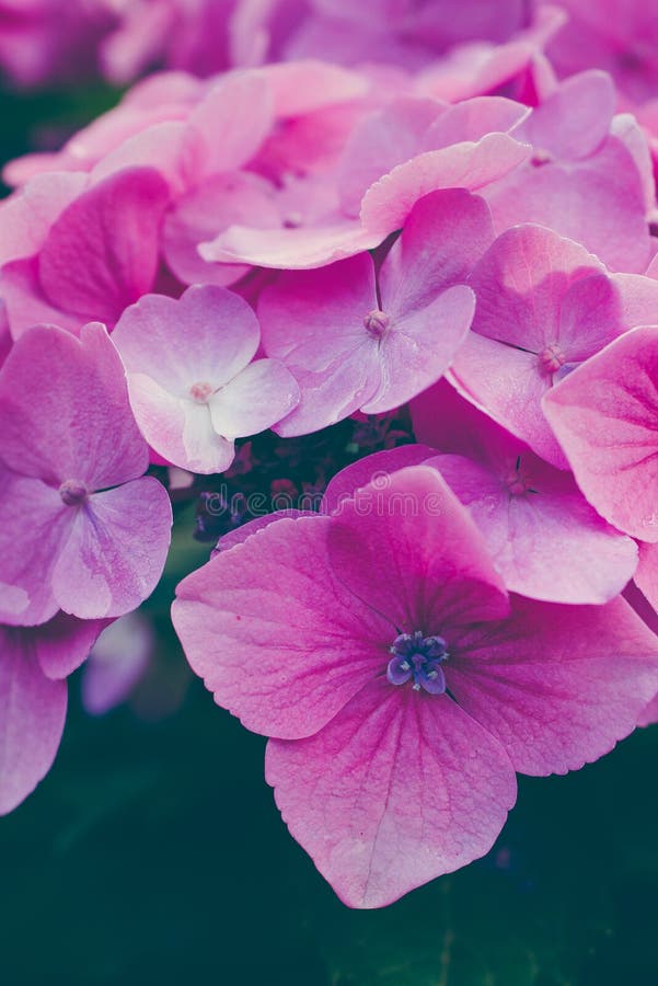 Lilac samen geschikte hydrangea hortensiabloemen Sluit omhoog royalty-vrije stock afbeelding Lilac samen geschikte hydrangea hortensiabloemen Sluit omhoog royalty-vrije stock afbeelding