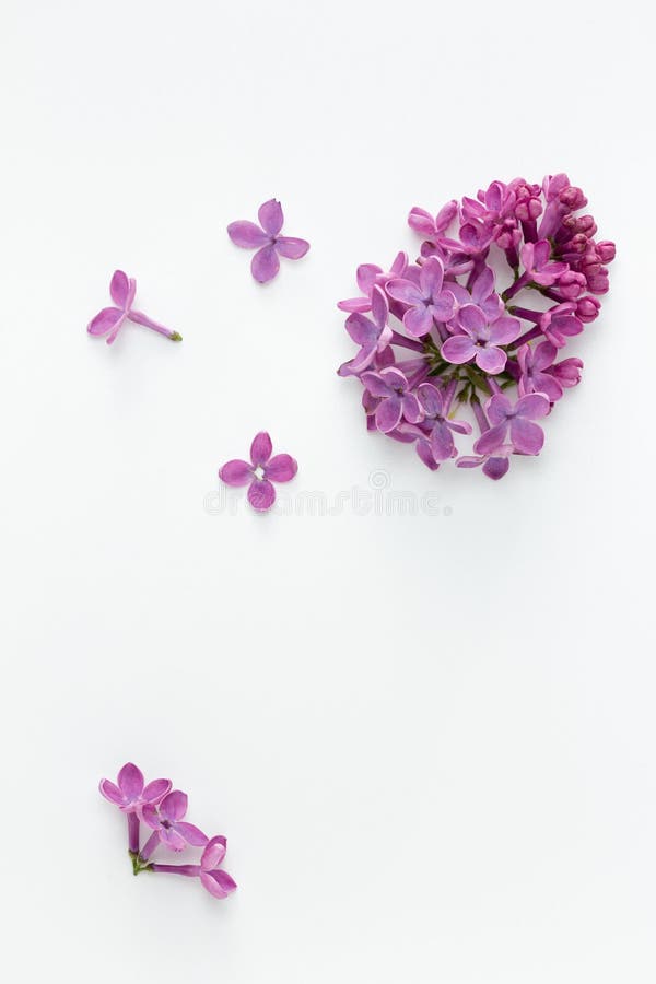 Lilac (Syringa vulgaris)