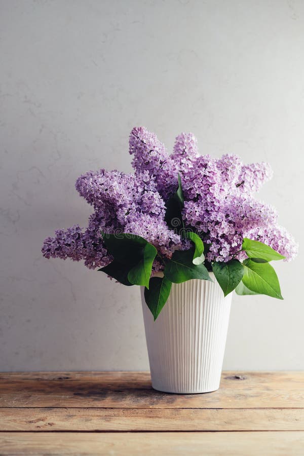 Lilac (Syringa vulgaris)