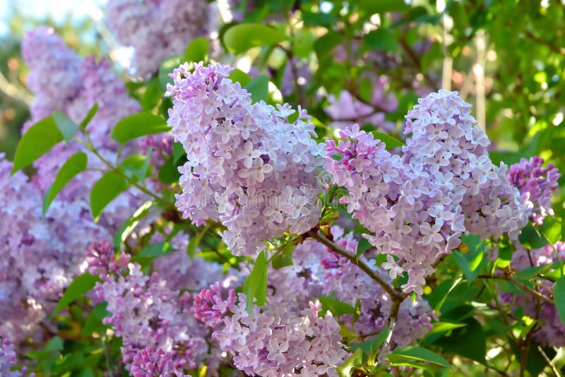 Lilac tree - Syringa stock photo. Image of park, flowers - 90868242