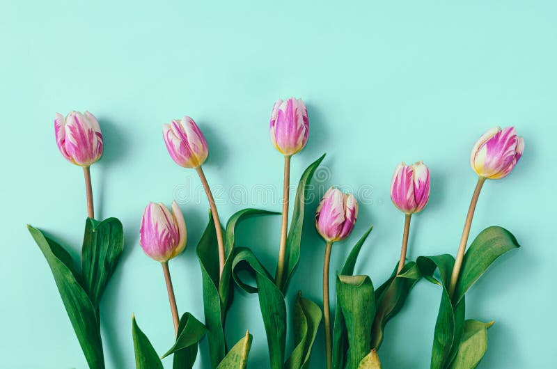 Lilac Tulips Aligned Against Mint Green Background. MInimal Concept for