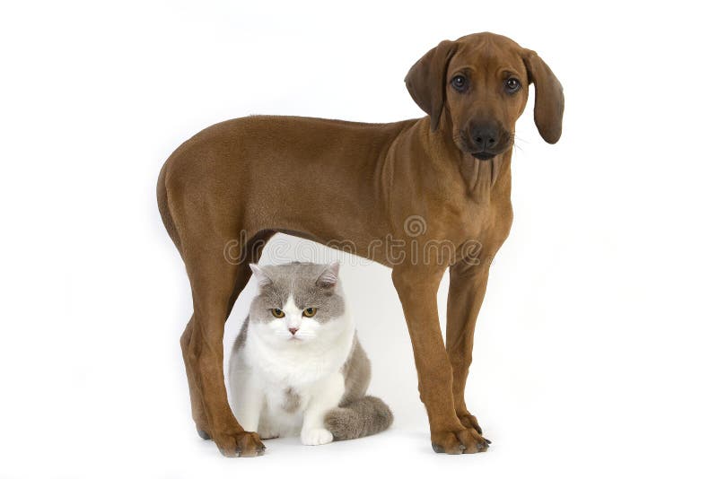 Lilac and White British Shorthair Male Domestic Cat and Rhodesian Ridgeback, 3 Months old Pup. Lilac and White British Shorthair Male Domestic Cat and Rhodesian Ridgeback, 3 Months old Pup