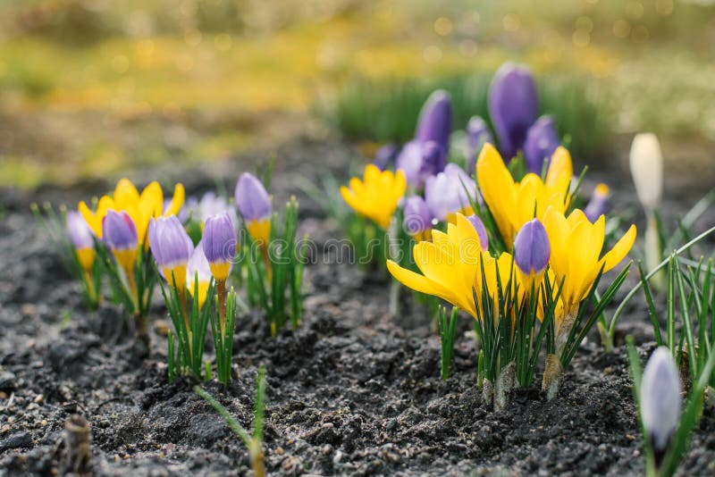 Lilac and Yellow Pansy on White Stock Photo Image of object, viola