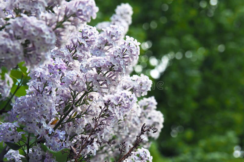 Lilacs Blooming in the Spring. Flower Stock Image Image of floral