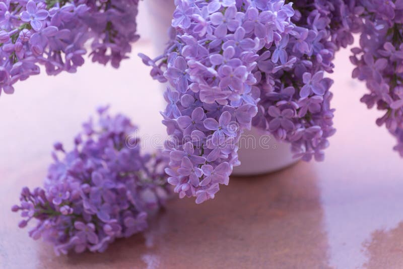 Lilacs of bouquet in a white ceramic vase in rainy weather in a spring garden. Blooming purple lilac branch royalty free stock photos Lilacs of bouquet in a white ceramic vase in rainy weather in a spring garden. Blooming purple lilac branch royalty free stock photos