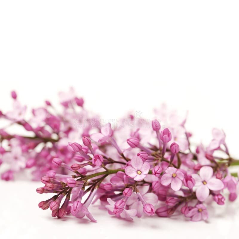Lilacs stock image. Image of bright, blossom, bloom, graphic 33589055