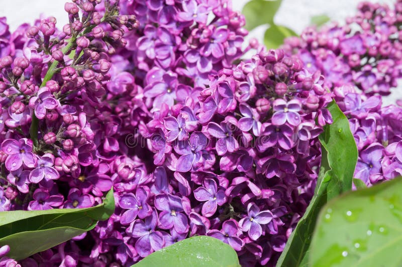 Lilacs in Closeup. Blossoms of Lilacs. Purple Flowers. Drops on Flowers Stock Photo Image of