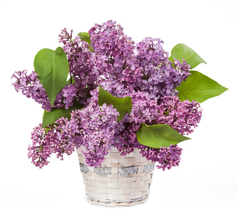Lilacs in a glass vase stock image. Image of symbol, flora 50978059