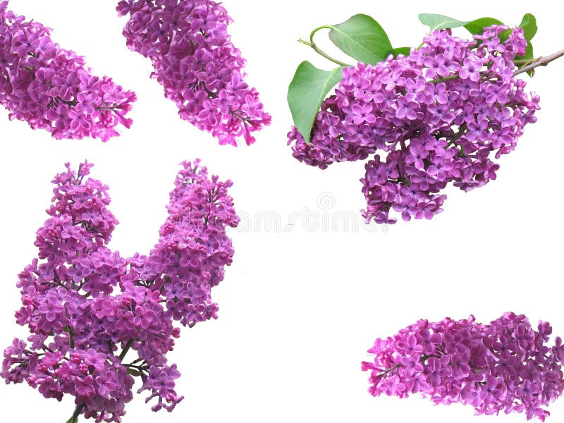 Lilac, purple plants white background. Lilac, purple plants white background
