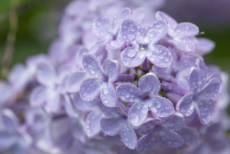 Lilak blåser nära med regn fotografering för bildbyråer